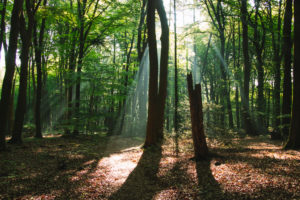 Forest, trees Forest, trees